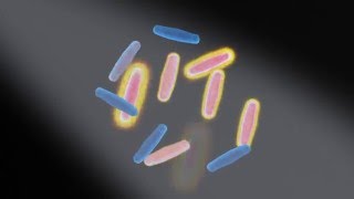 Clearance - Deodorizing Foot Spray