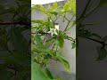🌼মরিচ 🌼ফুল 🌼🌿