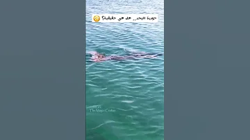 حورية البحر هل هي حقيقية 