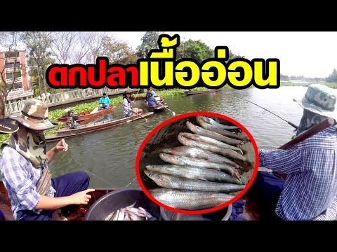 ตกปลาเนื้ออ่อนขั้นเทพ! พร้อมสูตรเยื่อและเทคนิคผูกเบ็ดสายหน้า เฉพาะปลาเนื่ออ่อน