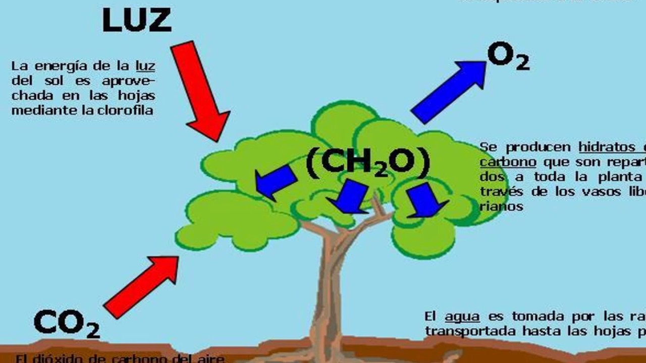 LA IMPORTANCIA DE LOS ARBOLES - YouTube