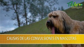 Causas de las Convulsiones en Mascotas  TvAgro por Juan Gonzalo Angel Restrepo