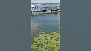 Утка ныряет и плавает под водой! Duck dives and swims underwater!