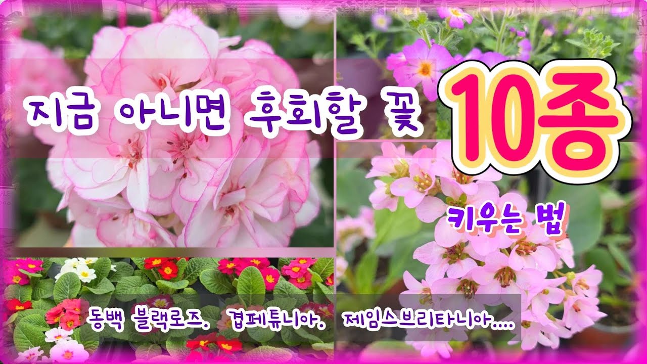 지금 데려 오면 후회없는 꽃 10종. 초보자도 오래키우는 꽂. 키우는법. #동백블랙로즈 #겹페튜니아 #삭소롬 #쥴리안앵초 #제임스브리타니아 #설화 #은혜화훼판매장 #플라워러브 