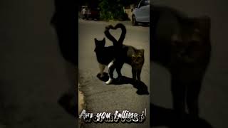 Are you falling in love?