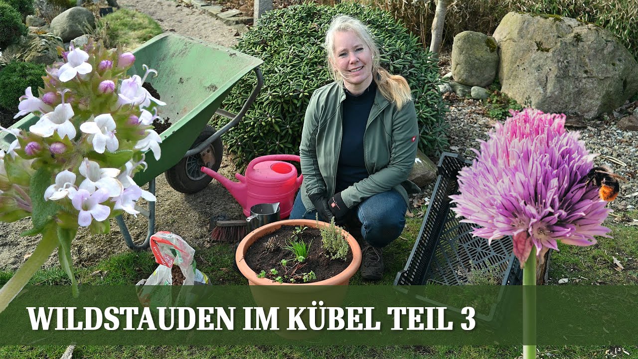 zimmerpflanze verdrehter stamm Glückskastanie Pachira aquatica geflochtener Stamm - Pachira aquatica