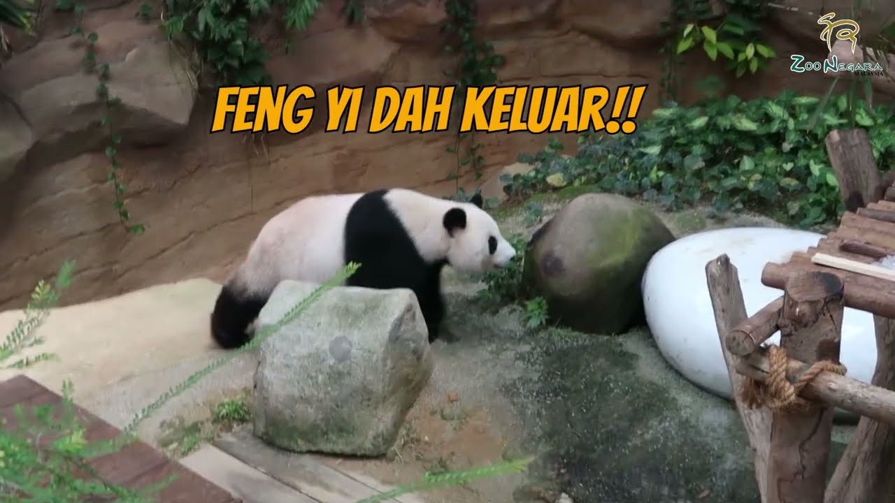 (ENG SUB) Ulangtahun PANDA di ZOO NEGARA!??