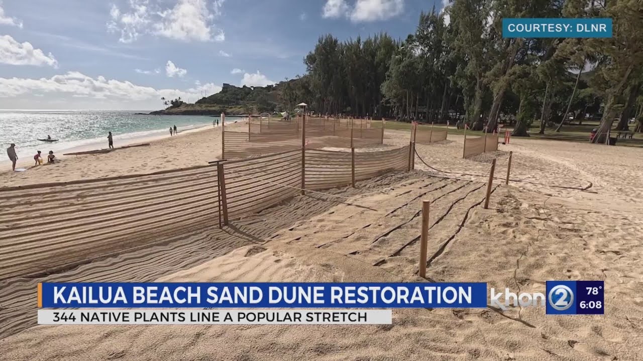 Hundreds of native plants restored to Kailua Beach Park