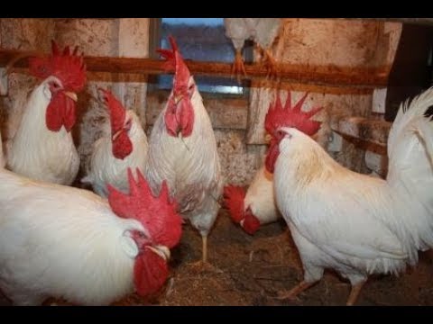 Как правильно подобрать двух петухов для племенного стада кур.