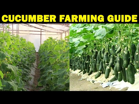 Video: Cucumber Meringue F1: opis, recenzije, karakteristike, značajke uzgoja