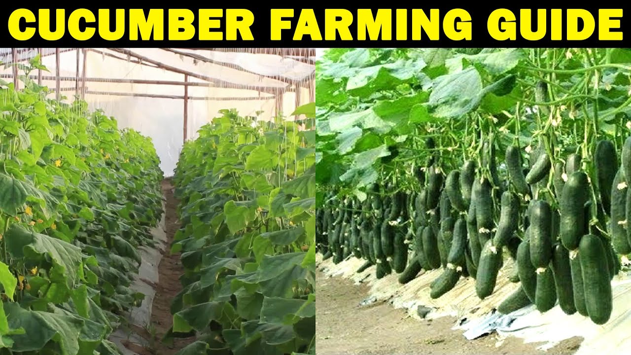business plan on cucumber farming