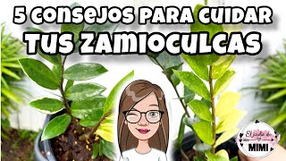 Cómo cuidar la ZAMIOCULCA | 5 consejos para tener tus plantas muy bonitas 🌿💚