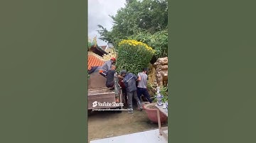 Hoa Cúc Đại Đóa Tết 2025 Khánh Hòa TAM SƯ Chậu 1M2 1M 85 60 Hình Bộ Chậu Hoa 10 Năm Như 1 #shorts