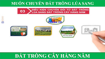 MUỐN CHUYỂN ĐẤT TRỒNG LÚA SANG ĐẤT TRỒNG CÂY HẰNG NĂM CẦN ĐIỀU KIỆN GÌ