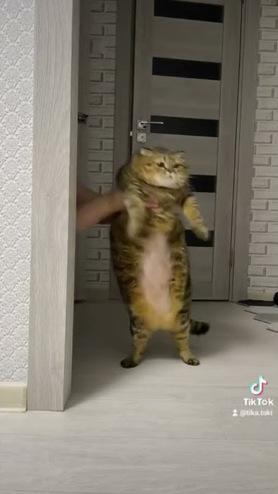 Pisica dansatoare 🐱🐱🐱🐱.  #pisică #dance