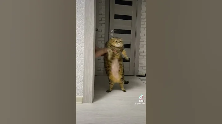 Pisica dansatoare 🐱🐱🐱🐱.  #pisică #dance