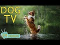 Dog tv entertain eliminate anxiety and boredom for dog the best music to keep your dog happy