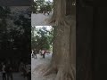 The Complete Harajuku Area🚶‍♀️: Yoyogi Park ASMR🎧, Meiji Jingu⛩️&amp; Takeshita Street Night 🌃Shorts