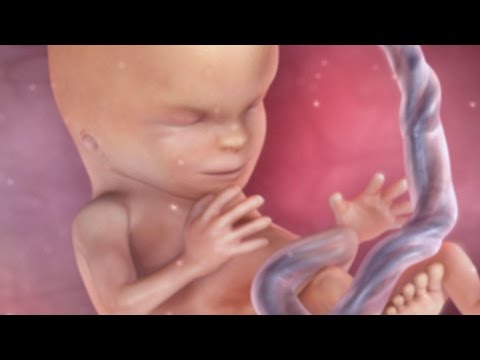 Inside Pregnancy: Weeks 10 - 14 | BabyCenter Video