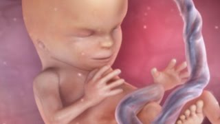 Inside Pregnancy: Weeks 10 - 14 | BabyCenter