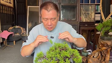 秋天來了，早晚變涼，這樣還能修剪真柏嗎？要怎麼修剪才不會影響到真柏的生長呢？#林慶祥盆景藝術創作教學#真柏秋冬季管理照顧#Bonsai