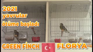 Florya Kuşu Ötüş 2021 Yavrusu Örtü Yok, İlk Ötüşlerini Yapıyor