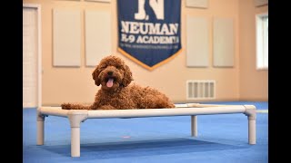 Sadie (Mini Irishdoodle) Puppy Camp Dog Training Video Demonstration