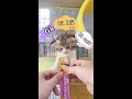 mèo bán Update Mèo con dễ thương tại LoHa Pet Shop #shorts