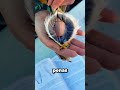 Veja o Que Eles Fazem Com as Aves! #curiosidades #animais #shorts