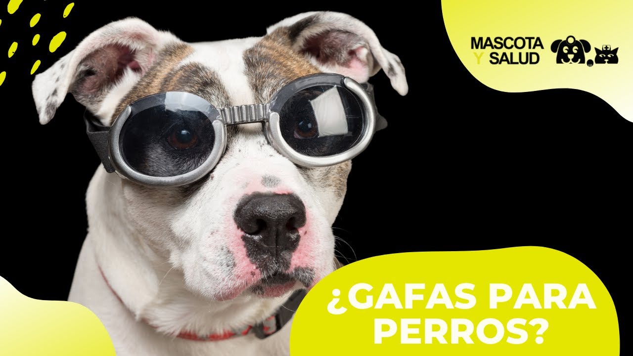Gafas para perros: ¿Moda o necesidad real? | Mascota y Salud