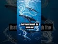 HOW whales speak underwater? #shorts #viral #wildlife