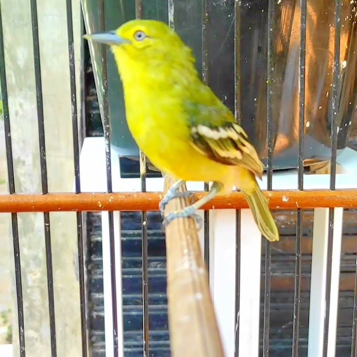 Sirpu Gacor Fighter#sirpugacor #cipoh #bird