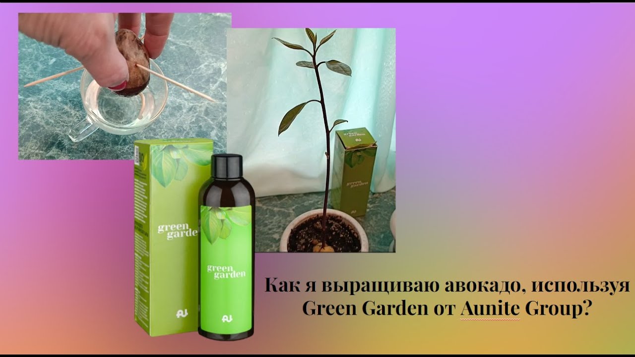 Как я выращиваю авокадо, используя Green Garden от Aunite Group?