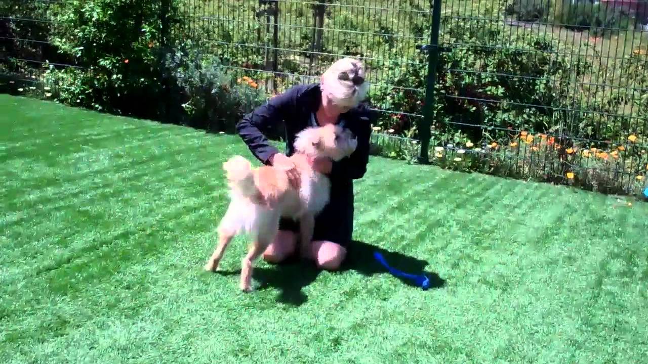 Goofy is available for adoption at HSSV.org