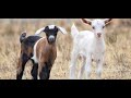 مزارع لوجنكو الأوكرانية لتربية الماعز