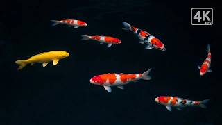 Dark Screen Zen Koi Pond 🐟 11 Hours 4K | Dark Screen Water Sounds for Deep Sleep screenshot 5