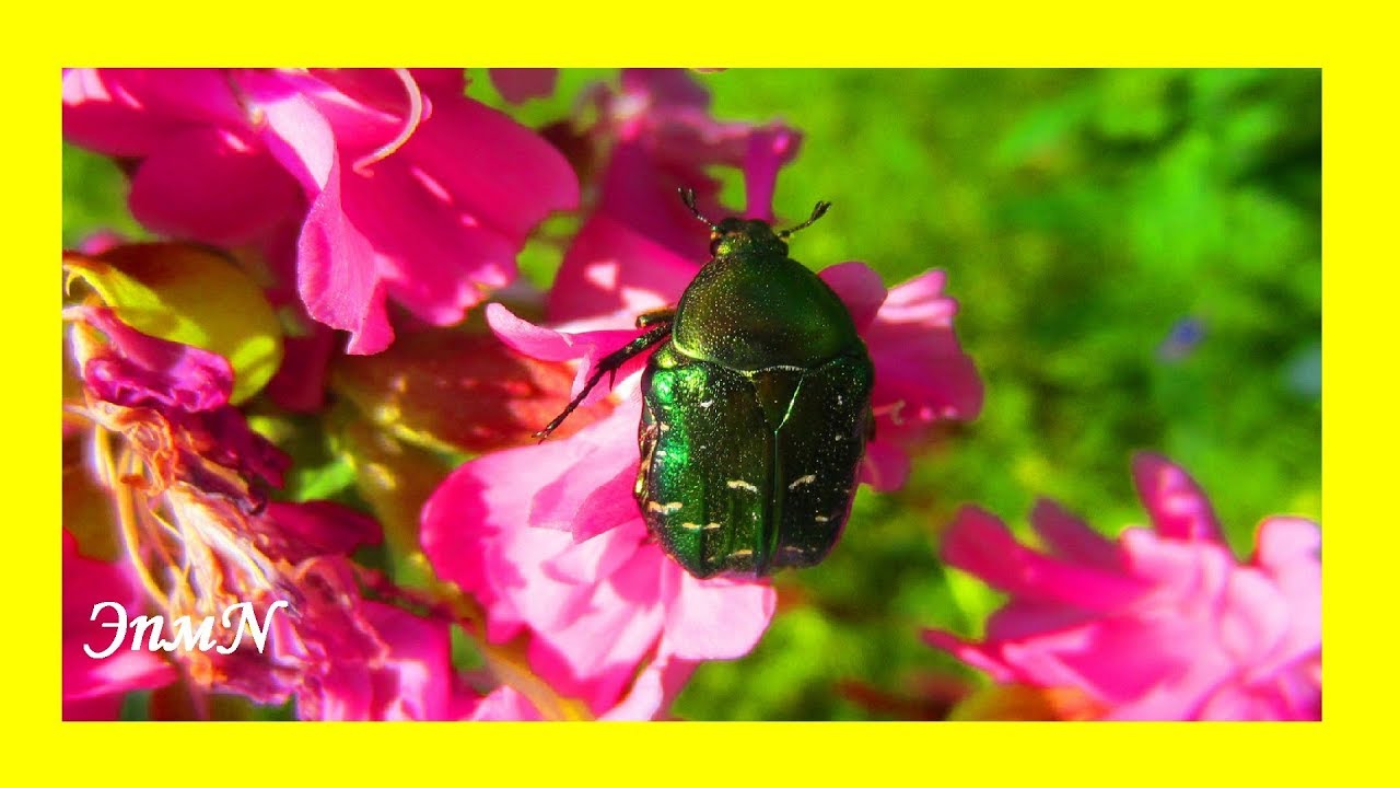 Лето Жуки Шмели?? Этот прекрасный мир!?? ?? ?? - YouTube