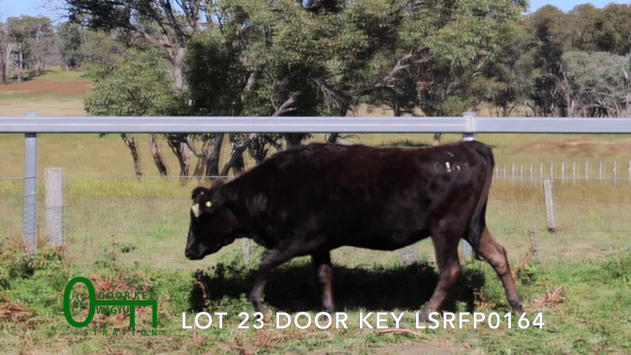 Elite Wagyu Sale Lot 23 Door Key P0164 YouTube