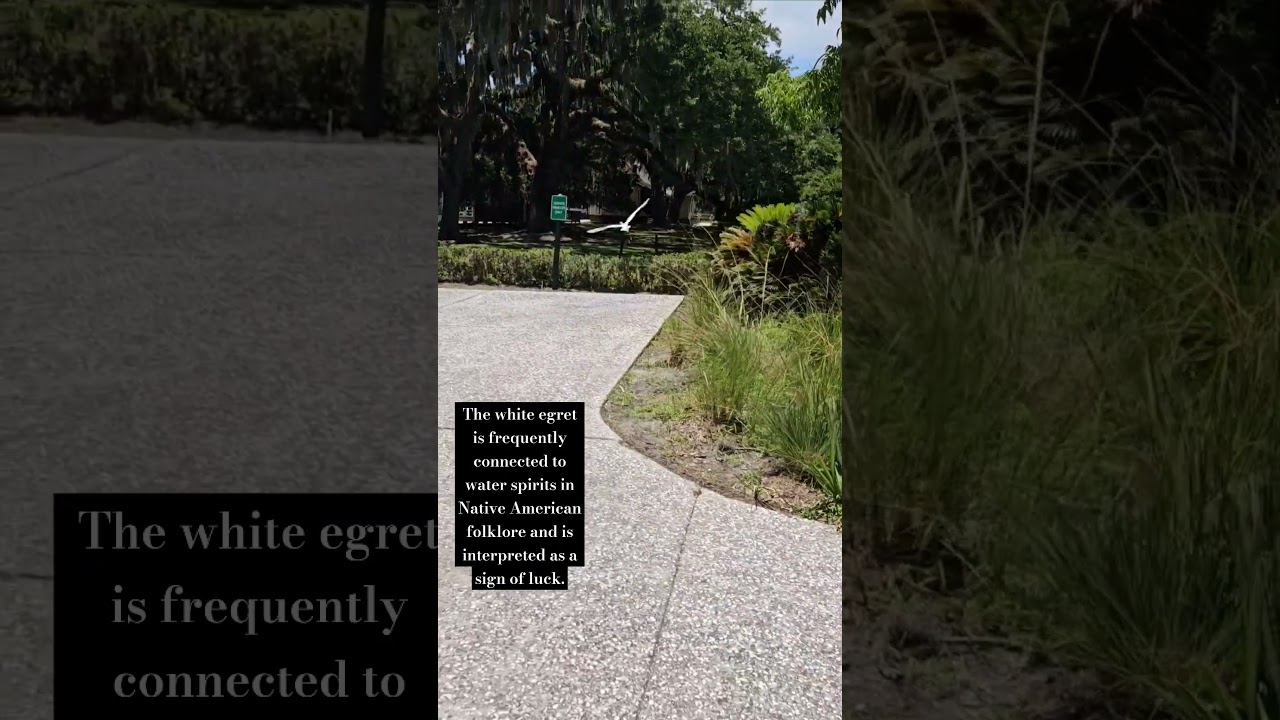 White egret is a symbol of good fortune, prosperity, new beginnings, wealth, and wisdom 🪽