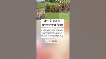 #tutorialfilter #tgiks