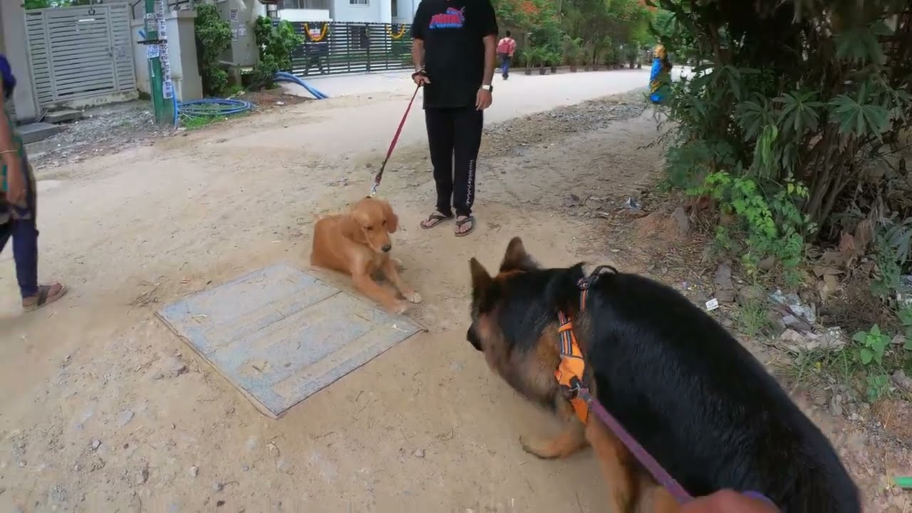German Shepherd Max vs Golden Retriever | Max the Gentle Giant