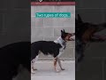 Two types of dogs shorts funny pets animals viral fyp highlights happy 2023 clips lol
