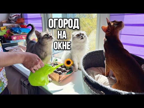 Видео: влог: ИСПЫТАНИЕ ДЛЯ БЕРЕМЕННОЙ! МИНИ ПАРНИК НА ОКНЕ С КОТАМИ! КОТЫ РАЗГОВАРИВАЮТ