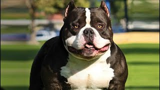 Fruits you SHOULD NEVER feed your American bully breed dog by Gods Creations Daily 1,544 views 1 year ago 1 minute, 8 seconds