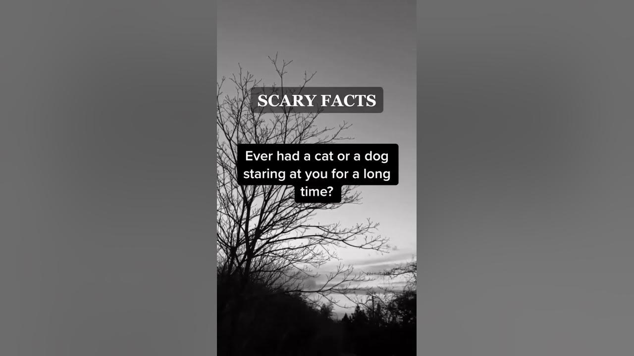 Scary facts about dogs and cat youtube