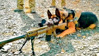 Esse Cão Militar Foi Treinado Por 12 Anos e Agora Ele Irá Vingar a Morte Do Seu Dono