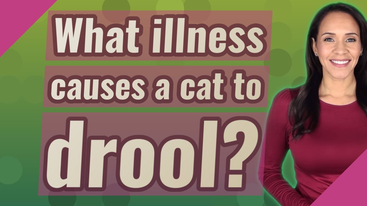 What illness causes a cat to drool? YouTube