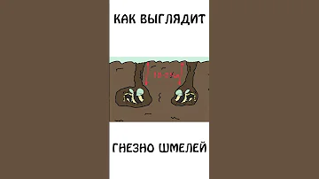 А вы знали, как выглядит гнездо Шмелей ?  #академияброкколи #shorts #шортс #животные #шмель