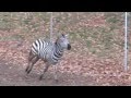 Baby Zebra - Franklin