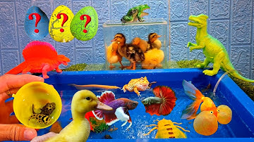 Vịt con dễ thương, cá lia thia, cá betta, quả trứng màu sắc, ngân long abino, khủng long hồng, nhện